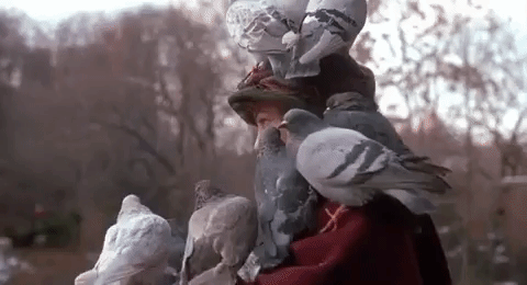 home alone pigeon.gif