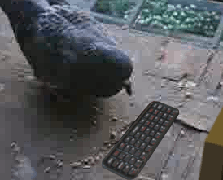 pigeon typing.gif